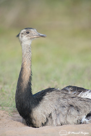 Greater rhea (Rhea americana) taking dust bath on dirt road, Pan