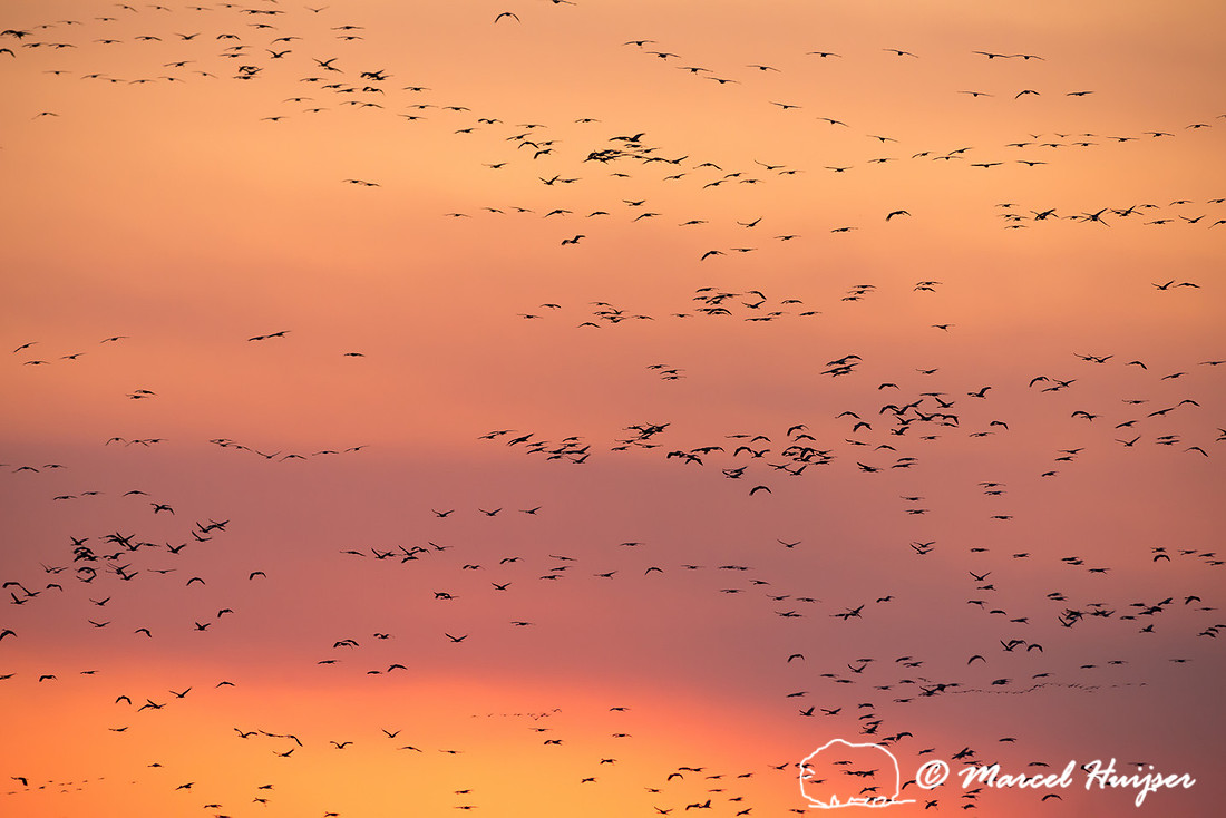 Sandhill cranes (Grus canadensis), Platte River, Nebraska, USA