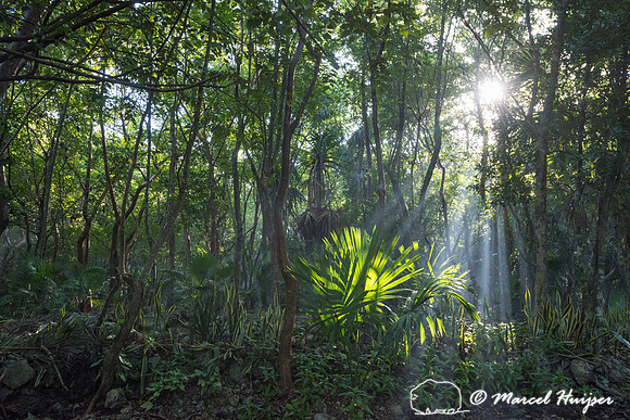 Jungle with sunlight, Quintana Roo, Mexico