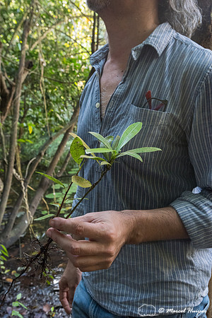 Jorge Carlos Trejo Torres and a seedling from a tree, Quintana R