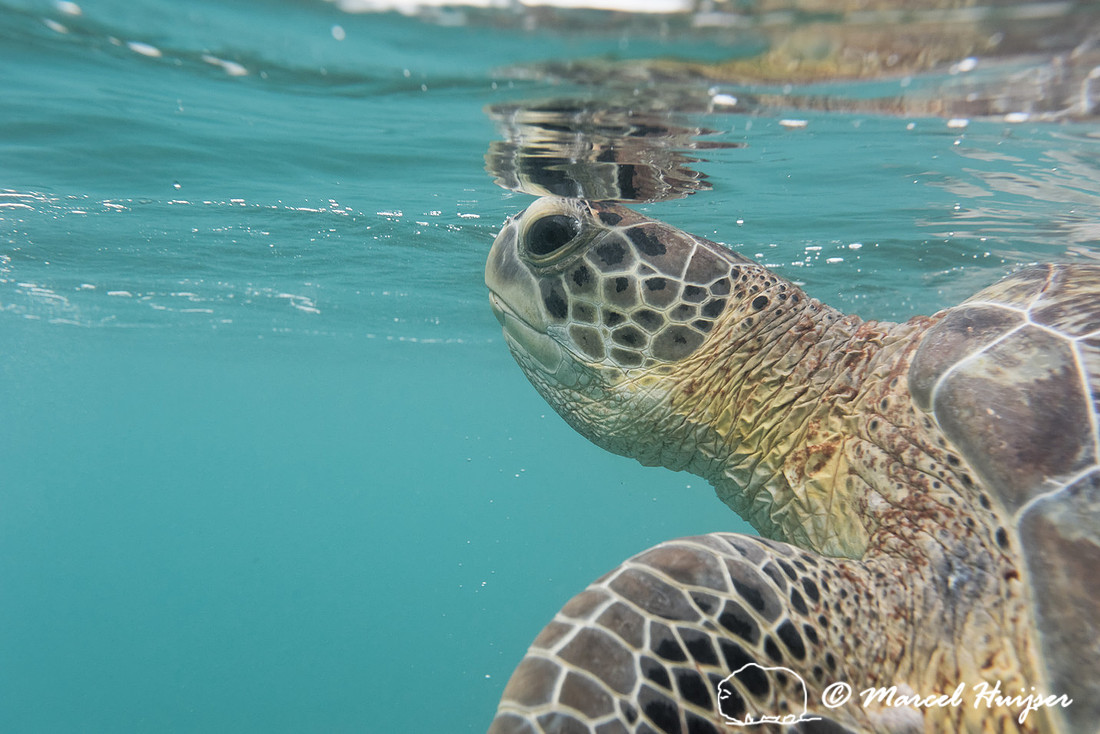 Green sea turtle (Chelonia mydas), Yucatán. Mexico