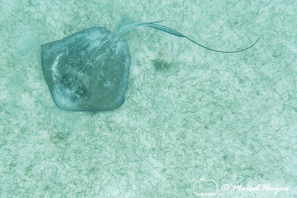 Southern stingray (Dasyatis americana), Yucatán, Mexico