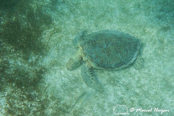 Green sea turtle (Chelonia mydas), Yucatán, Mexico