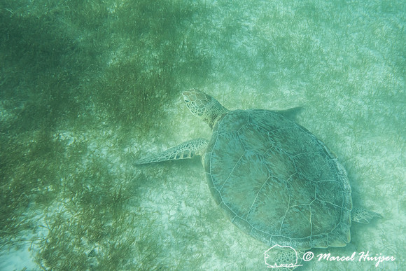 Green sea turtle (Chelonia mydas), Yucatán, Mexico