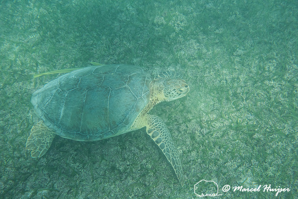 Green sea turtle (Chelonia mydas), Yucatán, Mexico