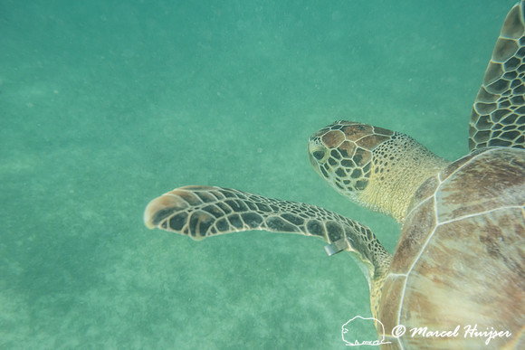 Green sea turtle (Chelonia mydas), Yucatán, Mexico