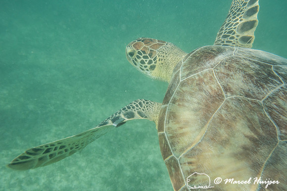 Green sea turtle (Chelonia mydas), Yucatán, Mexico