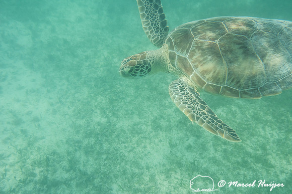 Green sea turtle (Chelonia mydas), Yucatán, Mexico