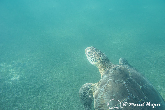 Green sea turtle (Chelonia mydas), Yucatán, Mexico
