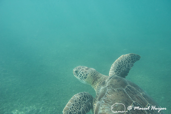 Green sea turtle (Chelonia mydas), Yucatán, Mexico