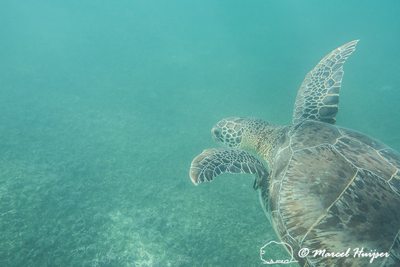 Green sea turtle (Chelonia mydas), Yucatán, Mexico