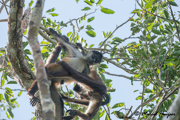 Yucatán Spider Monkey (Ateles geoffroyi ssp. yucatanensis)