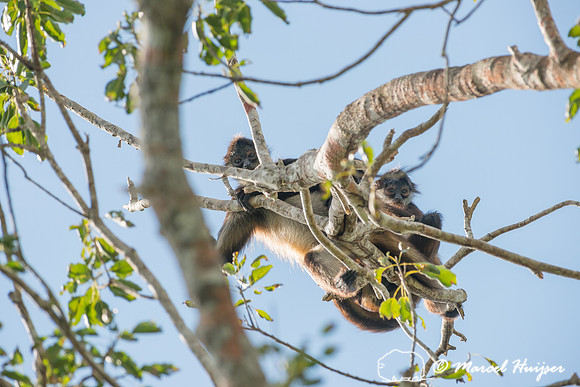 Yucatán Spider Monkey (Ateles geoffroyi ssp. yucatanensis)