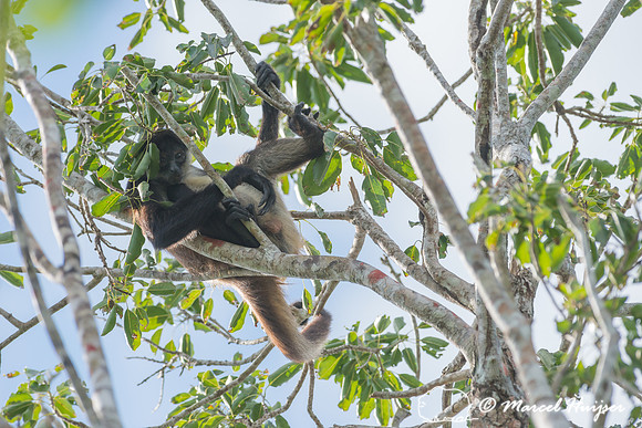 Yucatán Spider Monkey (Ateles geoffroyi ssp. yucatanensis)