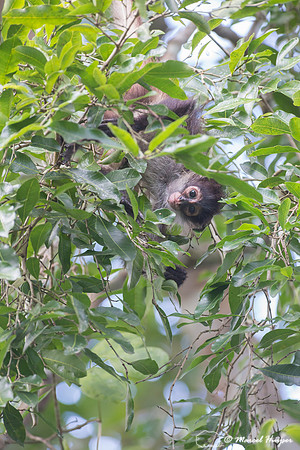 Yucatán Spider Monkey (Ateles geoffroyi ssp. yucatanensis)