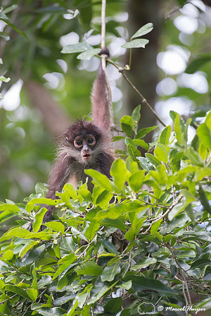 Yucatán Spider Monkey (Ateles geoffroyi ssp. yucatanensis)