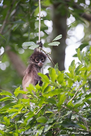Yucatán Spider Monkey (Ateles geoffroyi ssp. yucatanensis)