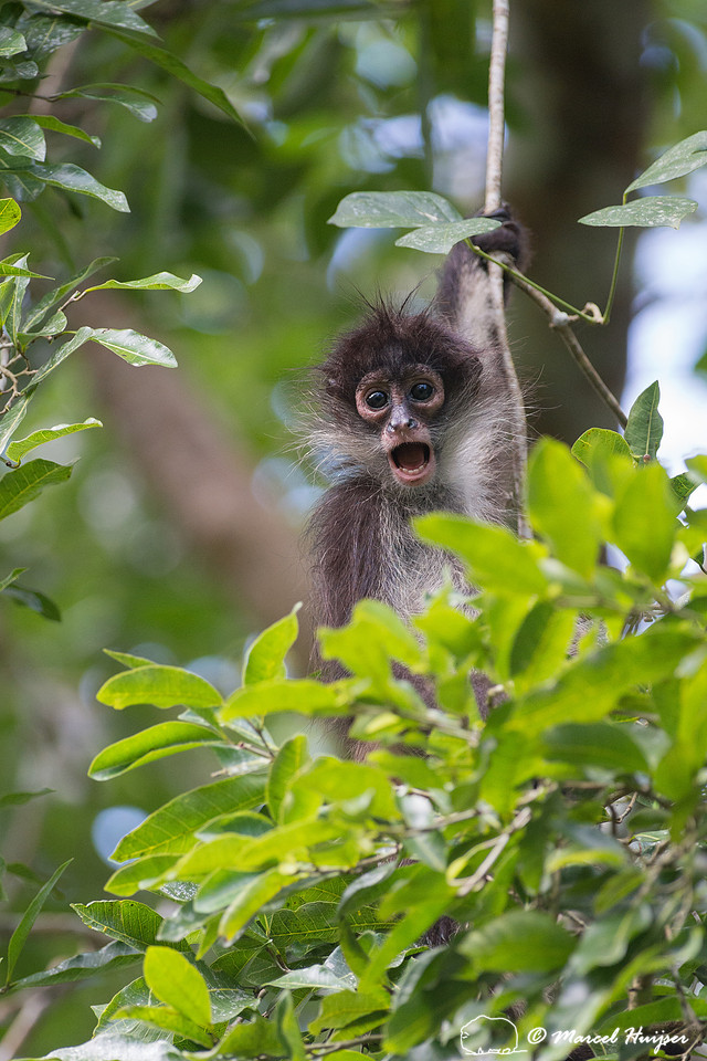 Yucatán Spider Monkey (Ateles geoffroyi ssp. yucatanensis)