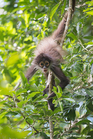 Yucatán Spider Monkey (Ateles geoffroyi ssp. yucatanensis)