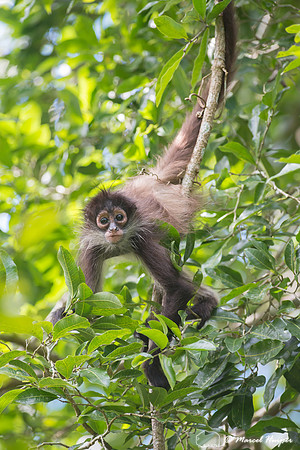Yucatán Spider Monkey (Ateles geoffroyi ssp. yucatanensis)