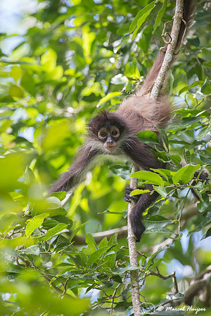 Yucatán Spider Monkey (Ateles geoffroyi ssp. yucatanensis)