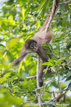 Yucatán Spider Monkey (Ateles geoffroyi ssp. yucatanensis)