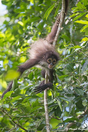 Yucatán Spider Monkey (Ateles geoffroyi ssp. yucatanensis)