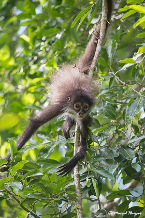 Yucatán Spider Monkey (Ateles geoffroyi ssp. yucatanensis)