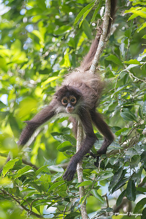 Yucatán Spider Monkey (Ateles geoffroyi ssp. yucatanensis)