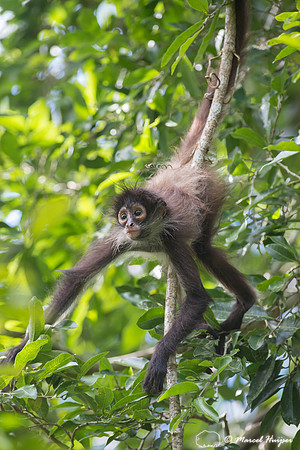 Yucatán Spider Monkey (Ateles geoffroyi ssp. yucatanensis)