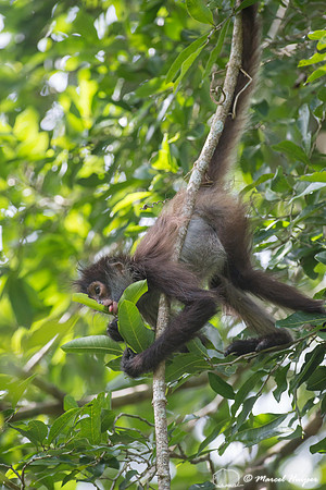 Yucatán Spider Monkey (Ateles geoffroyi ssp. yucatanensis)