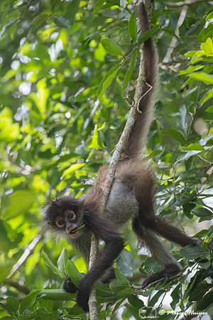 Yucatán Spider Monkey (Ateles geoffroyi ssp. yucatanensis)