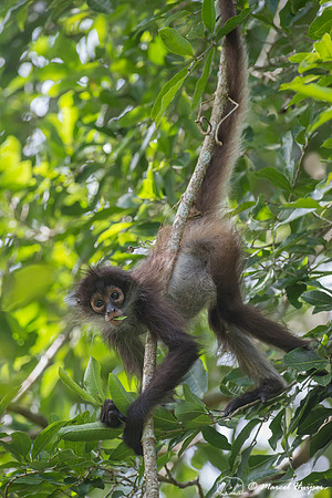 Yucatán Spider Monkey (Ateles geoffroyi ssp. yucatanensis)