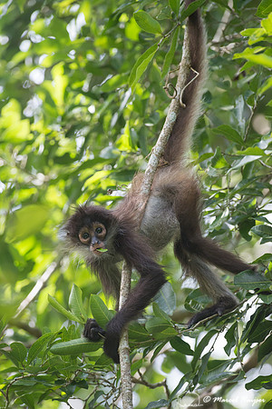 Yucatán Spider Monkey (Ateles geoffroyi ssp. yucatanensis)