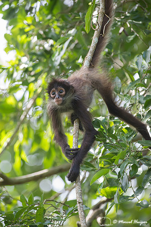 Yucatán Spider Monkey (Ateles geoffroyi ssp. yucatanensis)