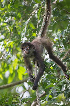 Yucatán Spider Monkey (Ateles geoffroyi ssp. yucatanensis)