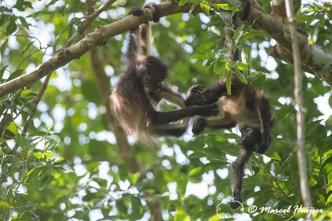 Yucatán Spider Monkey (Ateles geoffroyi ssp. yucatanensis)