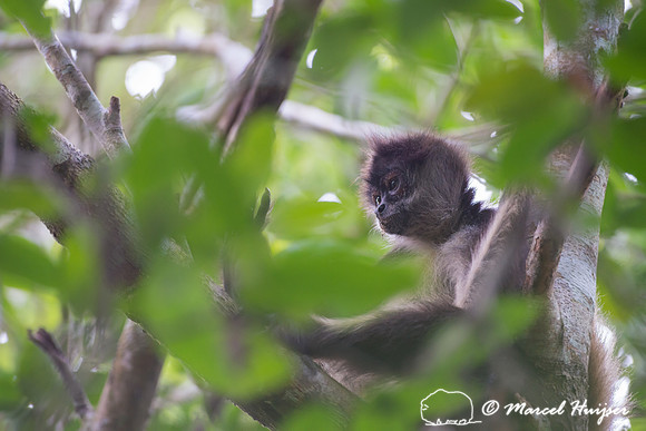 Yucatán Spider Monkey (Ateles geoffroyi ssp. yucatanensis)