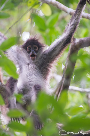 Yucatán Spider Monkey (Ateles geoffroyi ssp. yucatanensis)