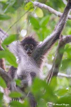 Yucatán Spider Monkey (Ateles geoffroyi ssp. yucatanensis)