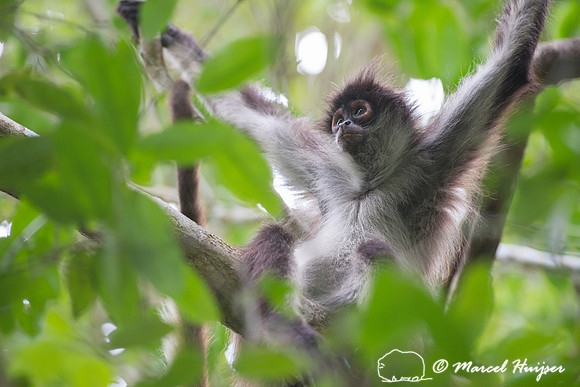 Yucatán Spider Monkey (Ateles geoffroyi ssp. yucatanensis)