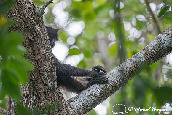 Yucatán Spider Monkey (Ateles geoffroyi ssp. yucatanensis)