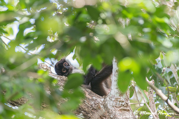 Yucatán Spider Monkey (Ateles geoffroyi ssp. yucatanensis)