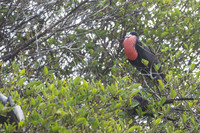 Magnificent frigatebird (Fregata magnificens), Sian Ka'an, Yucat