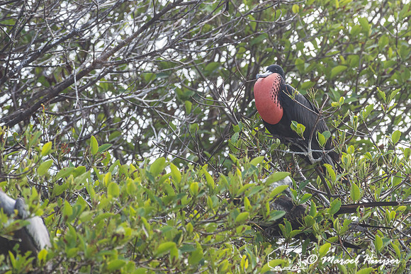 Magnificent frigatebird (Fregata magnificens), Sian Ka'an, Yucat