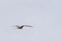 Magnificent frigatebird (Fregata magnificens), Sian Ka'an, Yucat
