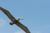 Brown pelican (Pelecanus occidentalis), Sian Ka'an, Yucatan, Mex