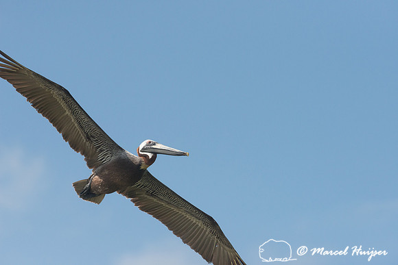 Brown pelican (Pelecanus occidentalis), Sian Ka'an, Yucatan, Mex