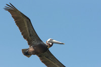 Brown pelican (Pelecanus occidentalis), Sian Ka'an, Yucatan, Mex