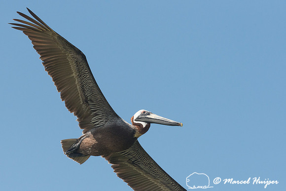 Brown pelican (Pelecanus occidentalis), Sian Ka'an, Yucatan, Mex